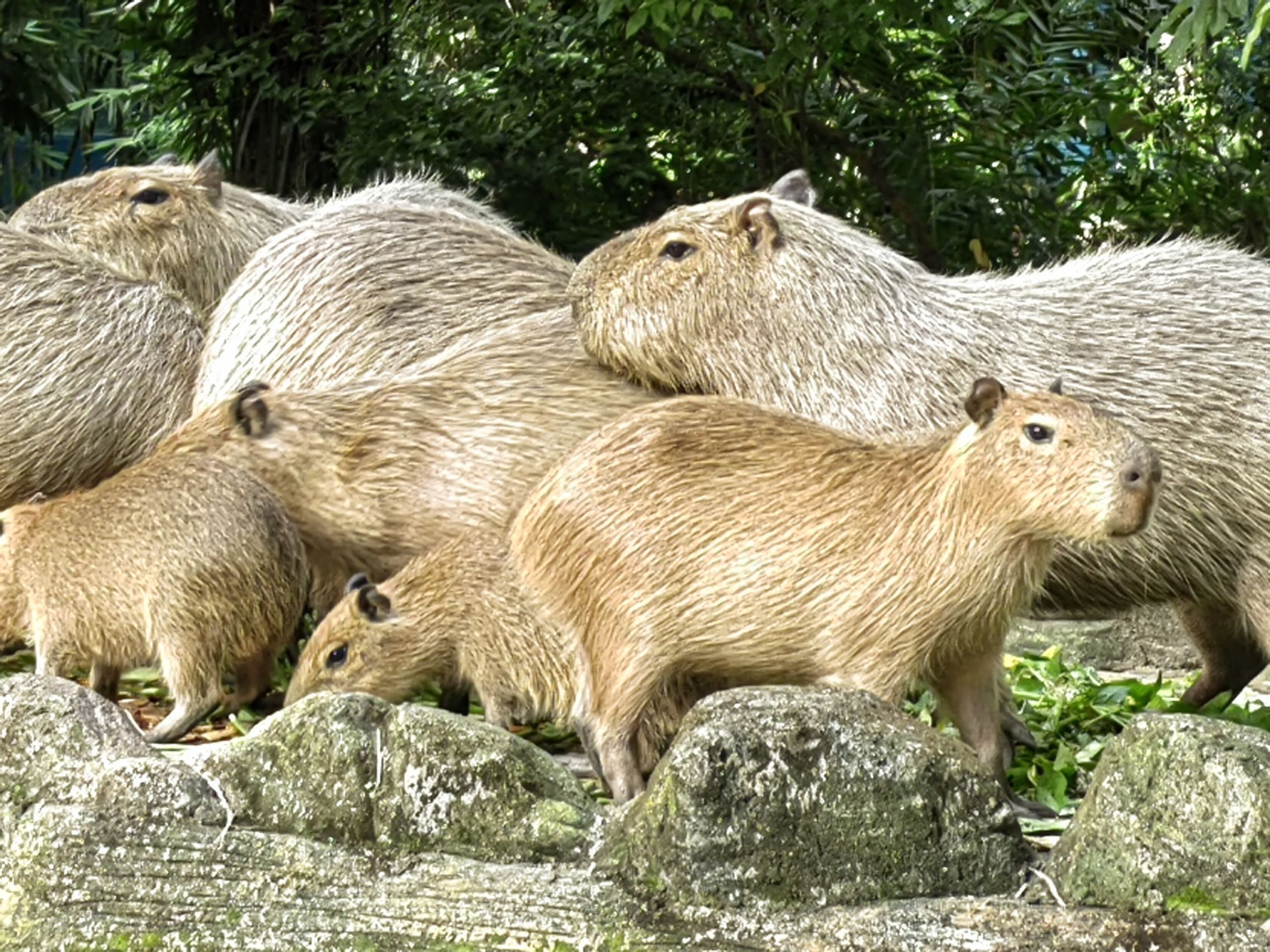 Visiting Zoo Negara, Kuala Lumpur, Malaysia - 686b63c6af3ff_1751868358