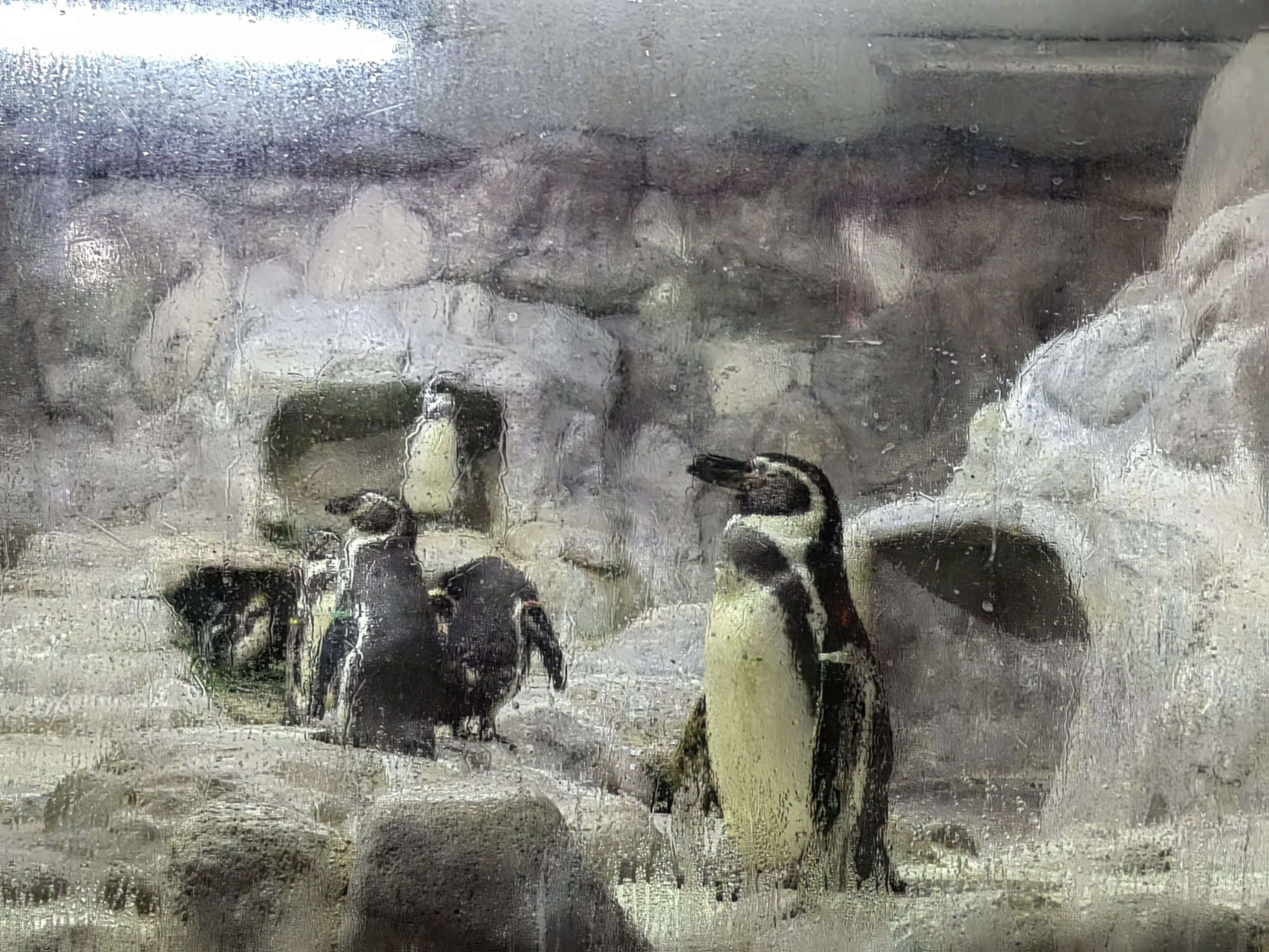 Visiting Zoo Negara, Kuala Lumpur, Malaysia - 686b63c6cb979_1751868358