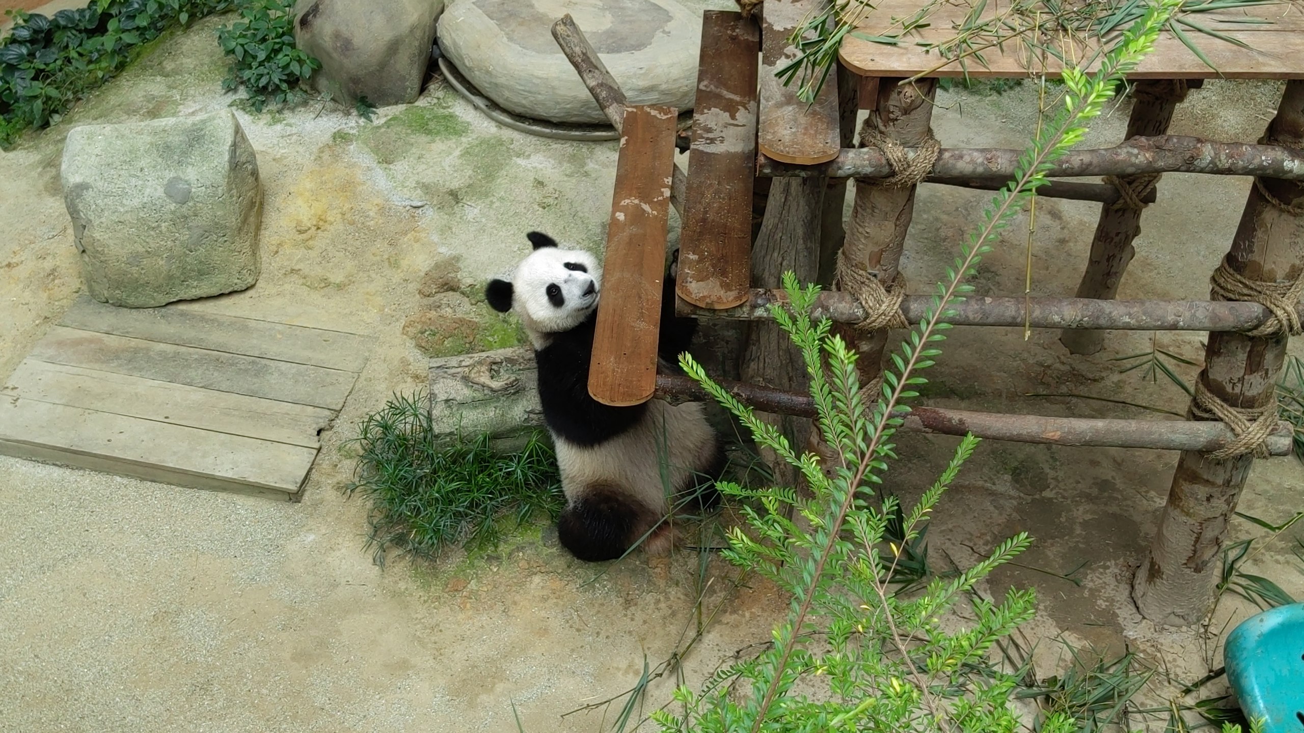 Visiting Zoo Negara, Kuala Lumpur, Malaysia - 686b63c7306ef_1751868359