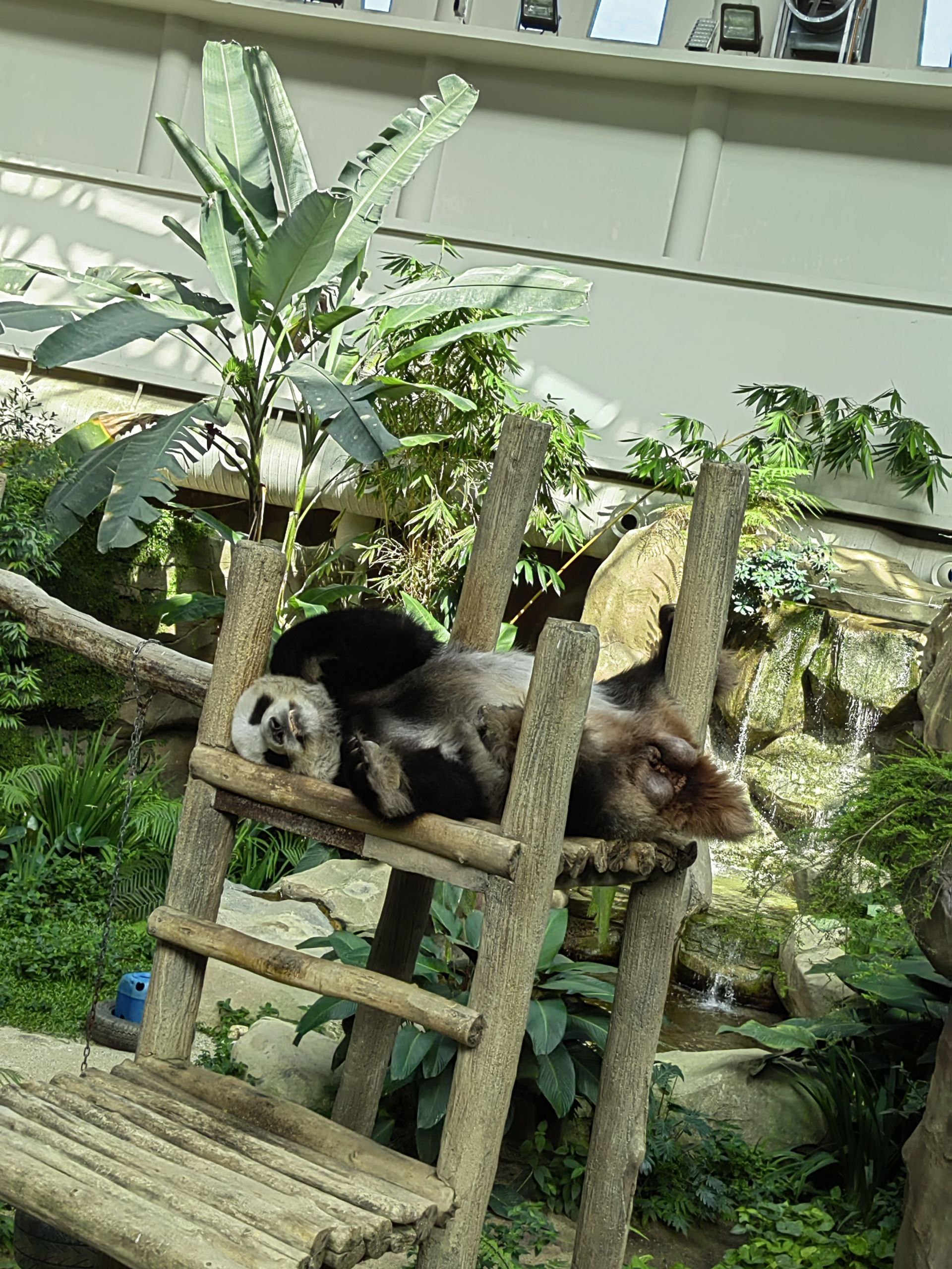 Visiting Zoo Negara, Kuala Lumpur, Malaysia - 686b63c74fb60_1751868359