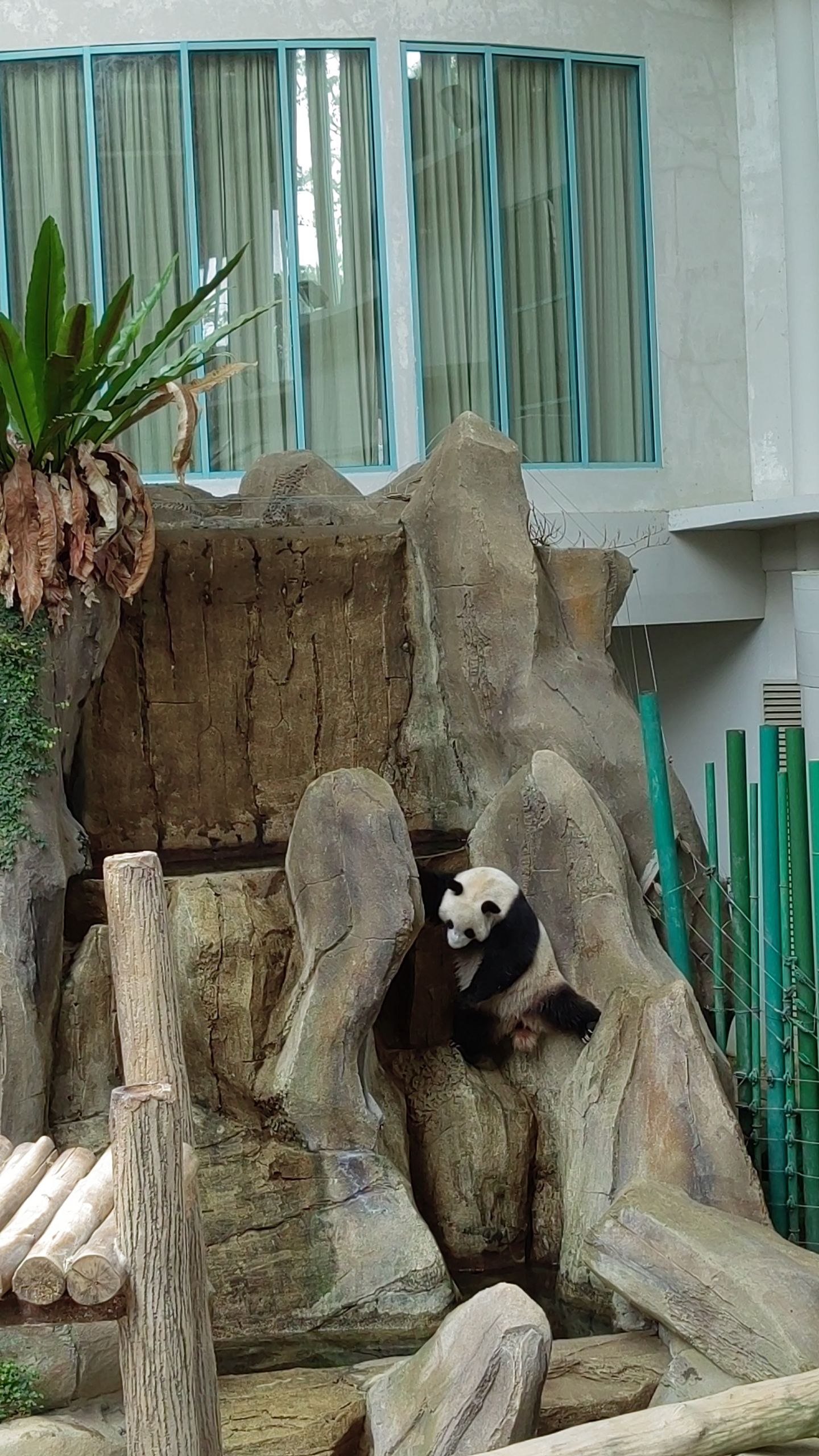Visiting Zoo Negara, Kuala Lumpur, Malaysia - 686b63c76c70c_1751868359